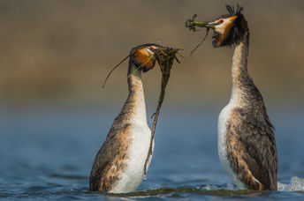 The mating dance of the pūteketeke.