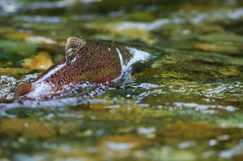 Chinook salmon spawning.