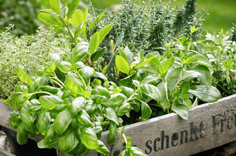 Edible herbs fresh from the garden.