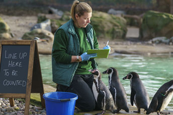 London Zoo's Humboldt Penguin Colony is counted by Jessica Fryer.