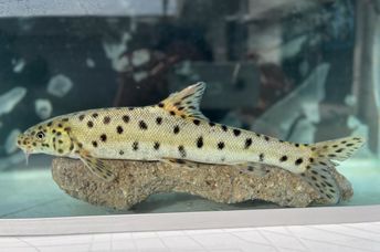 rediscovered Leopard barbel fish in a tank..