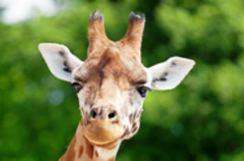 A giraffe in his natural habitat.