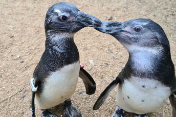Penguin and Squid at Birdsworld.