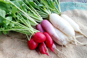 Globe and daikon radishes.