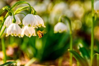 Bee gathering pollen from a spring snowflake flower.