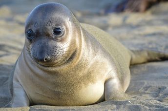 Elephant seal pup.