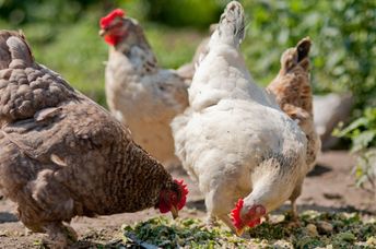 Chickens in a barnyard.