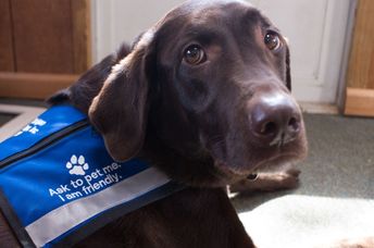 Therapy dogs can help people with anxiety.