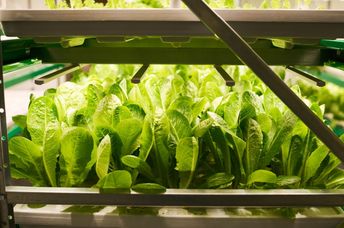 Vertically grown leafy greens.