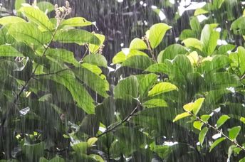 The sounds of nature are found in many popular songs.