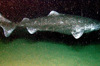 a photo that was taken of a Greeland shark decades ago.