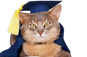 Graduation cat.