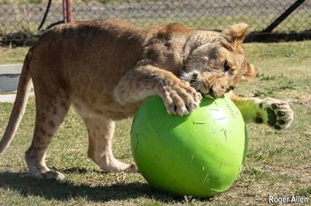 One of the rescued lion cubs.