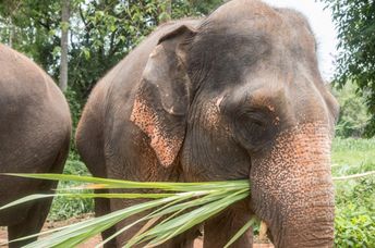 Contented elephants feeding at a sanctuary in Thailand.