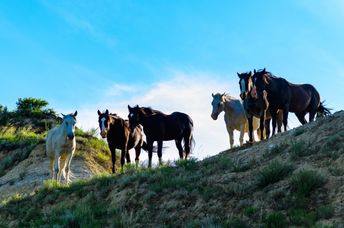 wild mustangs running free,