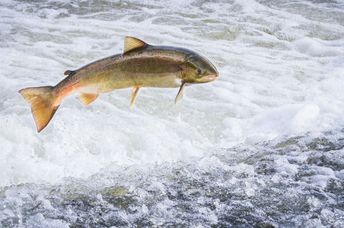 Atlantic salmon leaping.