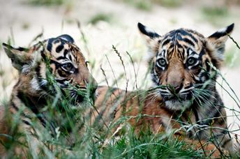 Rare Sumatran tiger cubs.
