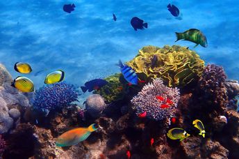 School of fish in the corals of Eilat.