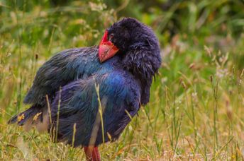 A takahē (Porphyrio hochstetteri), a brilliantly feathered New Zealand flightless bird.