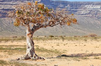 This myrrh tree is related to Sheba.