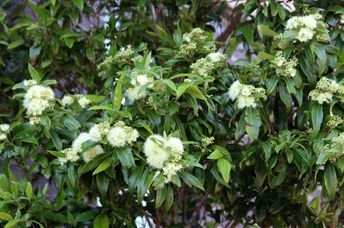 Flowers of a lemon myrtle tree.