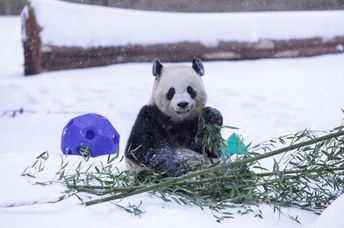 Boa Li playing in the snow.