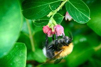 Bumblebee, Dunfermline, Scotland