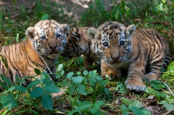 Two tiger cubs.