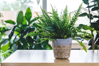 Boston ferns absorb moisture from the air.
