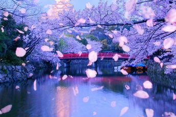 Falling cherry blossom petals show how transient nature can be.