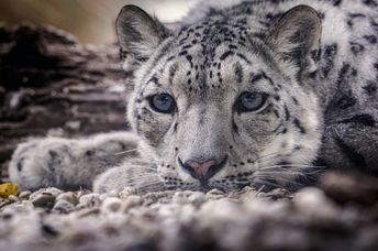 A snow leopard found in the rugged mountain ranges of Central Asia.