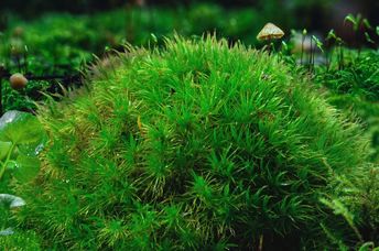 Close-up of a micro-forest area that showcases a vibrant and biodiverse ecosystem.
