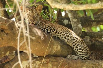Leopard in the Nyerere National Park in Tanzania.