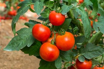 Vine ripened tomatoes.