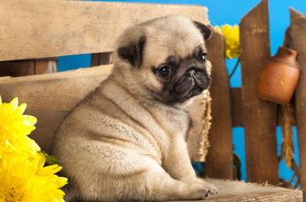 Pug puppy with spring flowers.