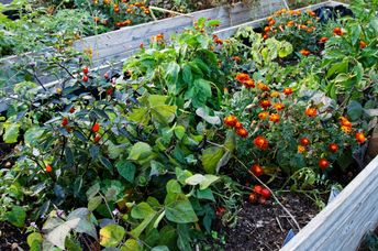 Urban flower garden.