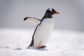 Gentoo penguins are social animals.