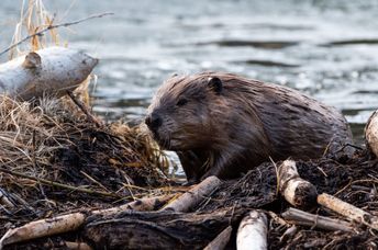A beaver hard at work.