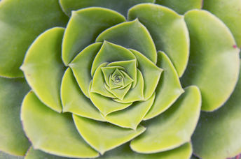 Sacred geometry is present in nature.