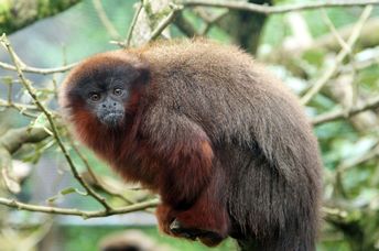 A Brazilian project is keeping primates safe in the Amazon.