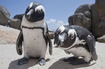 African penguins greeting a photographer.