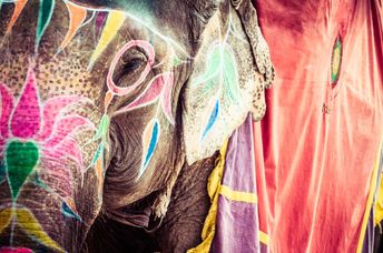 Decorated elephants at a Hindu festival.