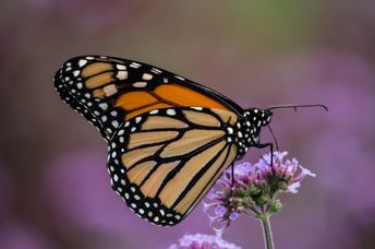 Monarch butterfly on a flower.