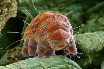 A highly enlarged image of a tardigrade.