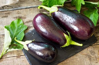 Freshly picked purple eggplant.