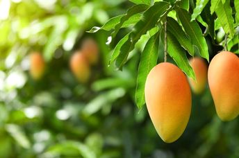 A man has grown over 350 varieties of mangos on a tree in India.