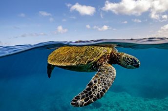 A green sea turtle swimming in the ocean with a coral reef below it.