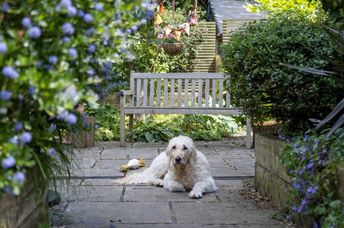 A dog enjoying the back yard.