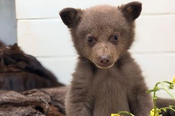 This tiny bear cub is being cared for by a wildlife center.