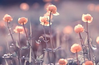 Meadow flowers and bees.